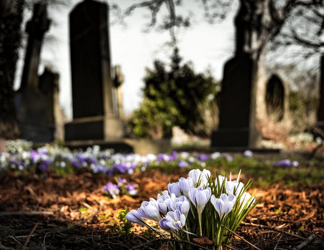 fleurs dans un cimetiere